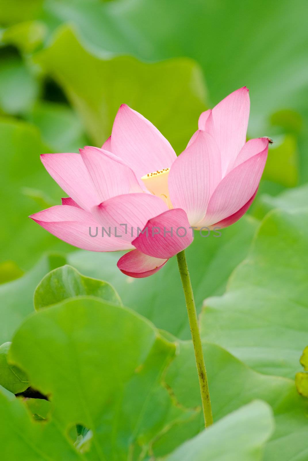 beautiful lotus by elwynn