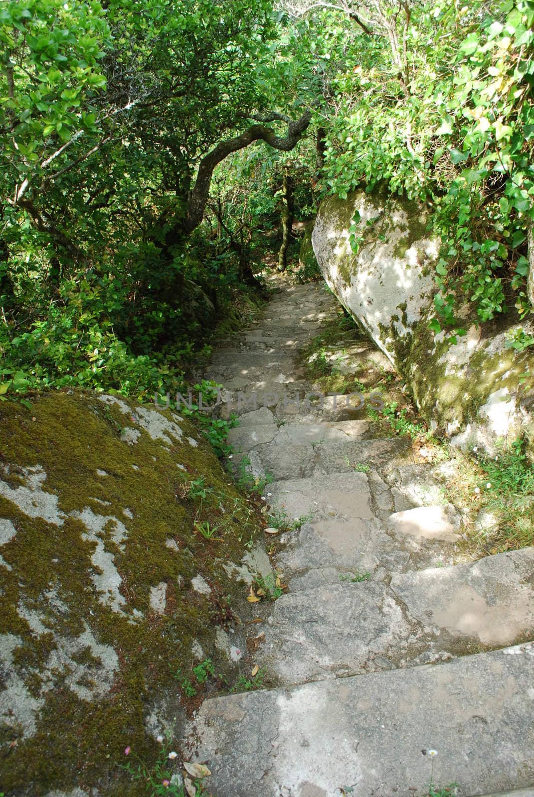 Stone stairs in a bright jungle scene by luissantos84