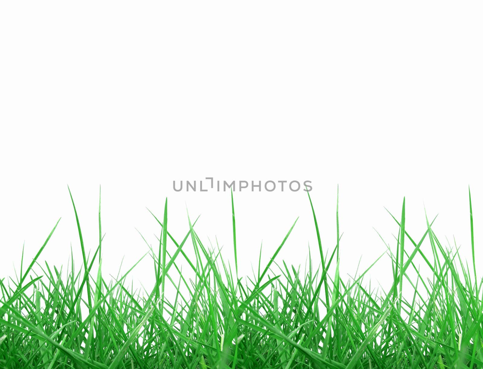Green meadow grass over white background with copy space