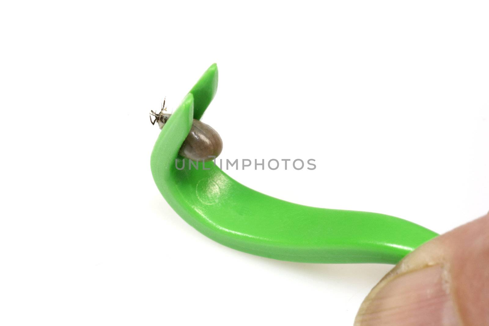 Tick in a pincer over white background