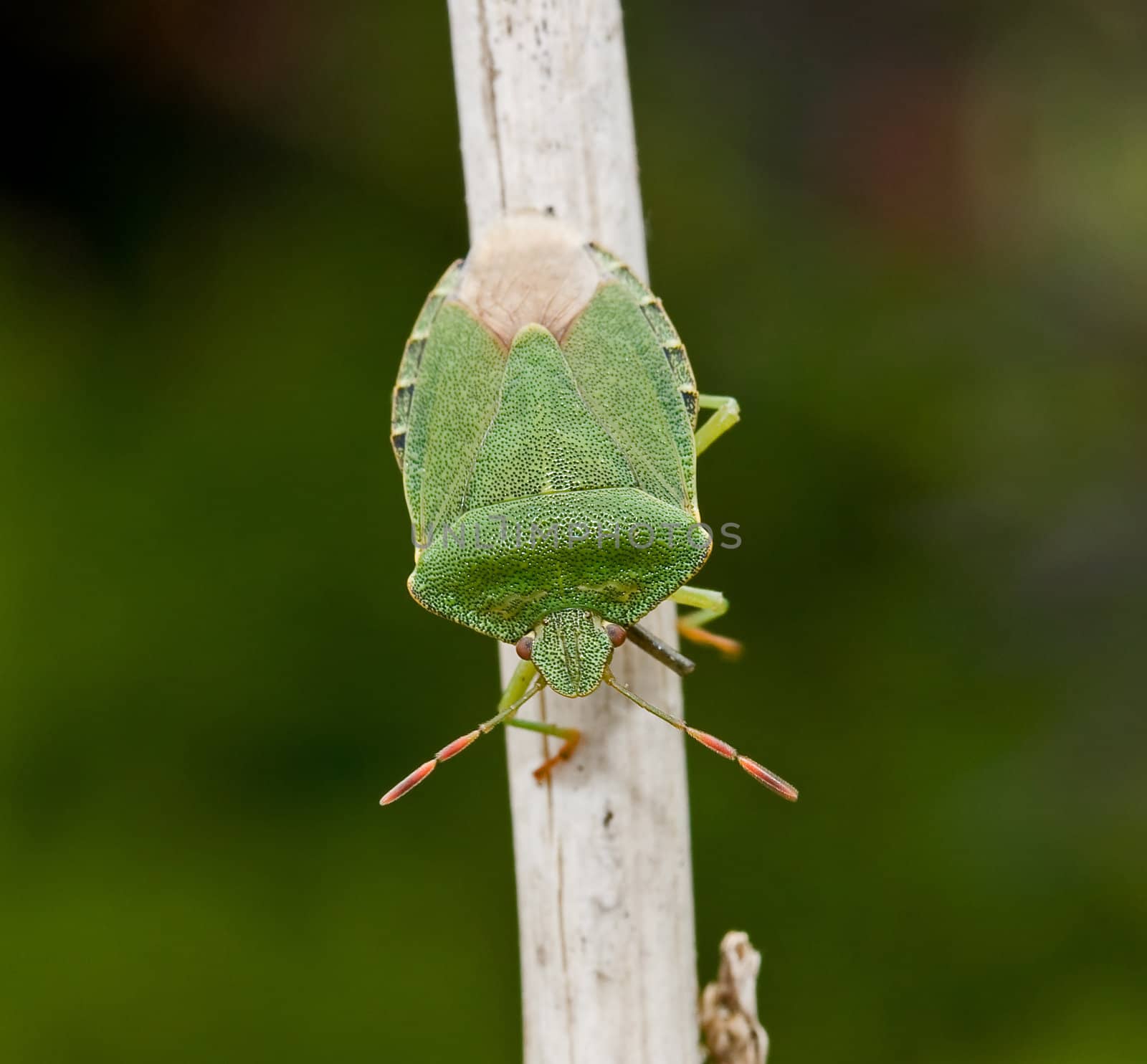 Macro of Adult Green Shield Bug on stalk