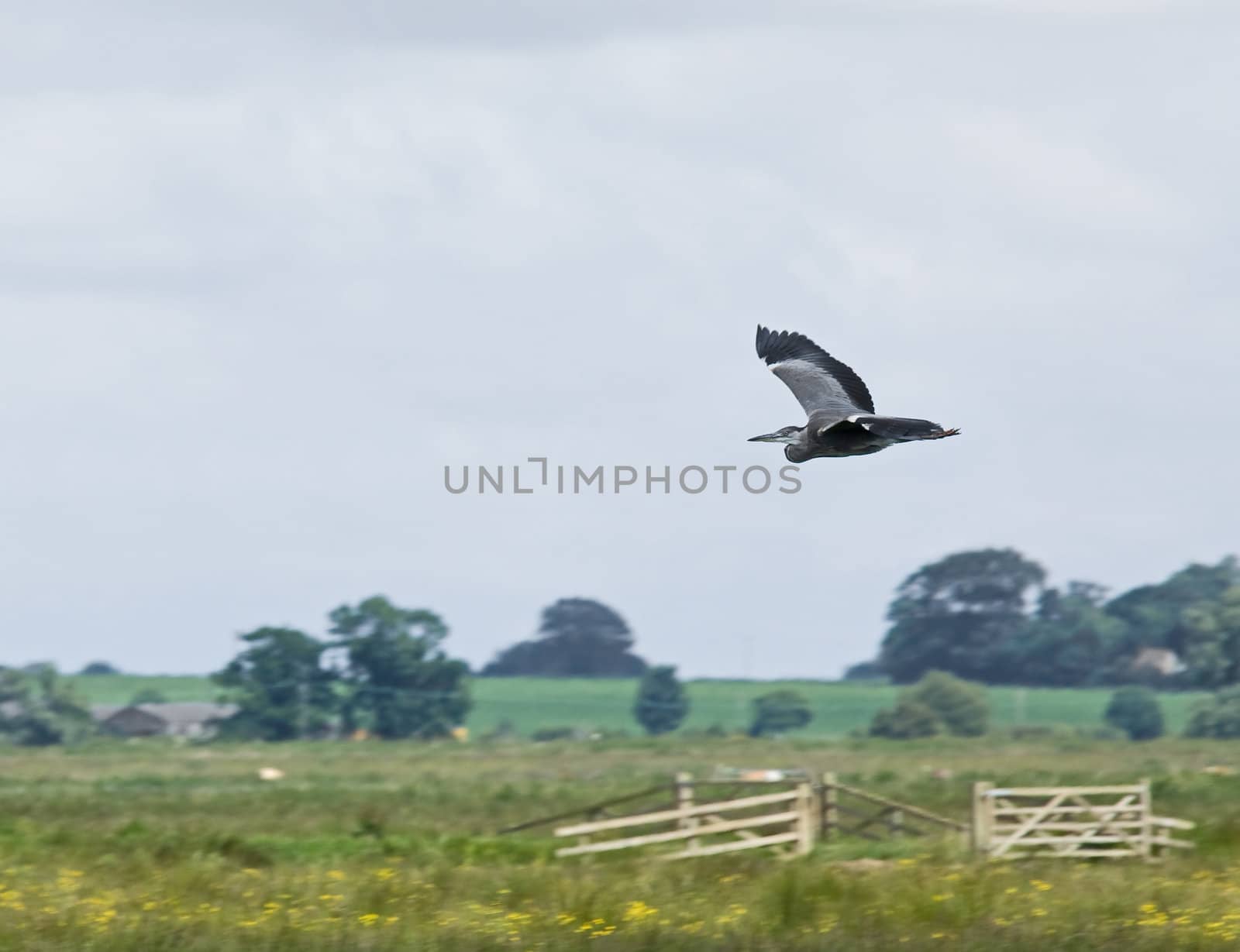 adult Grey Heron seen from Upton Fen in Norfolk, flying in to land.