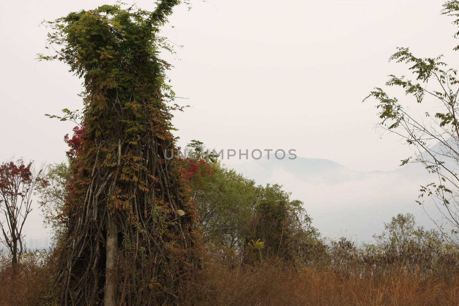 Morning dense fog in a mountain wood
