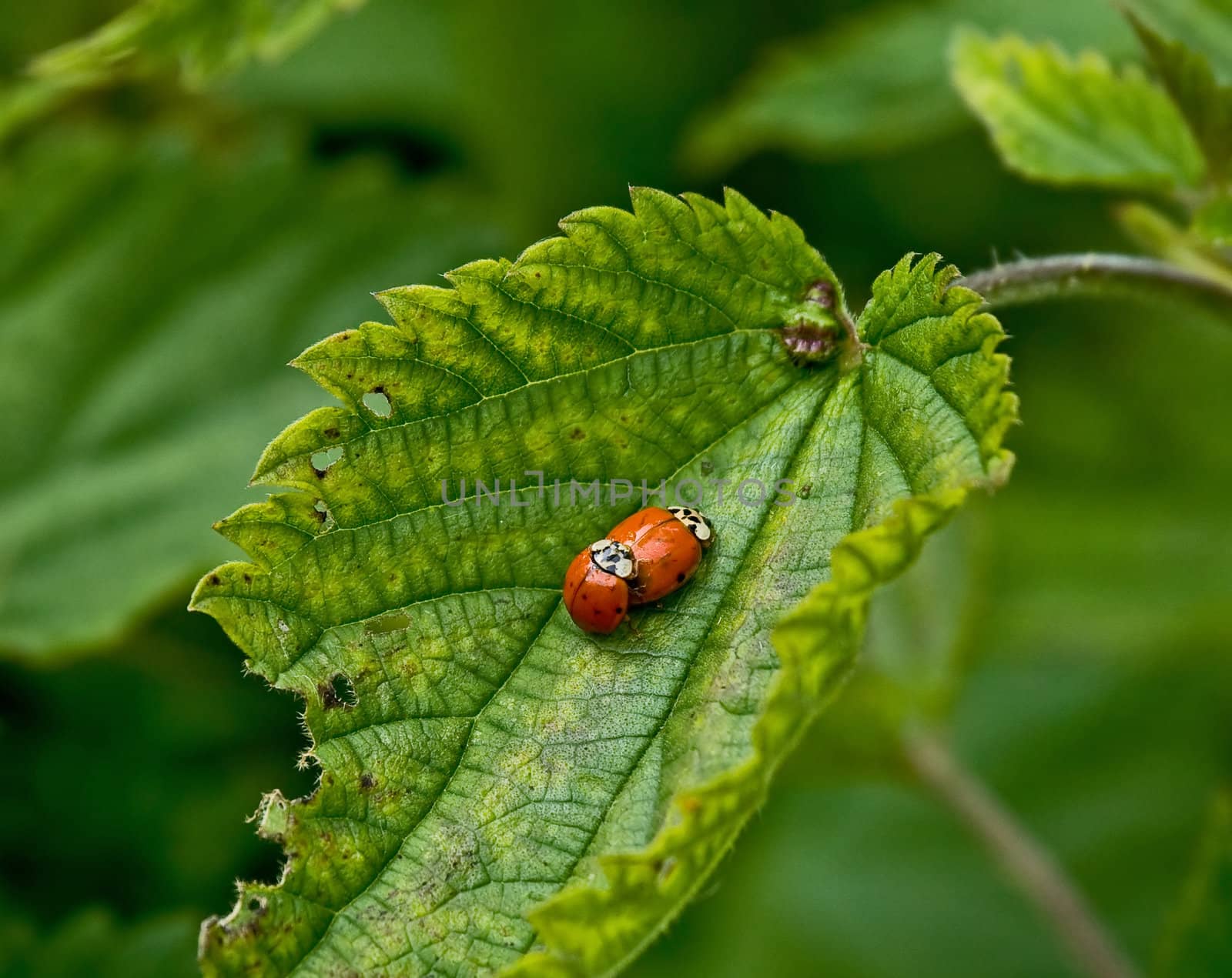 Macro of Ladybirds (ladybugs) mating on green leaf