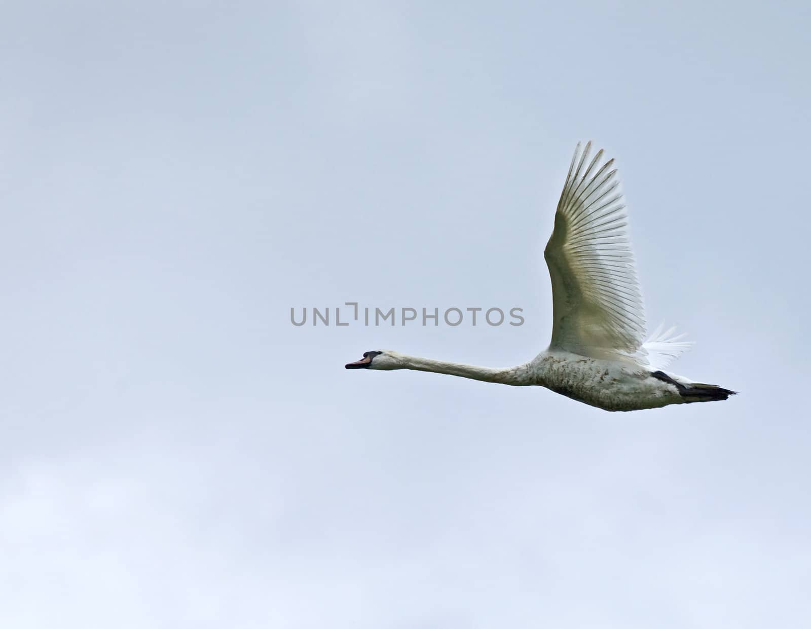 Immature Mute Swan flying with blue sky and cloud background