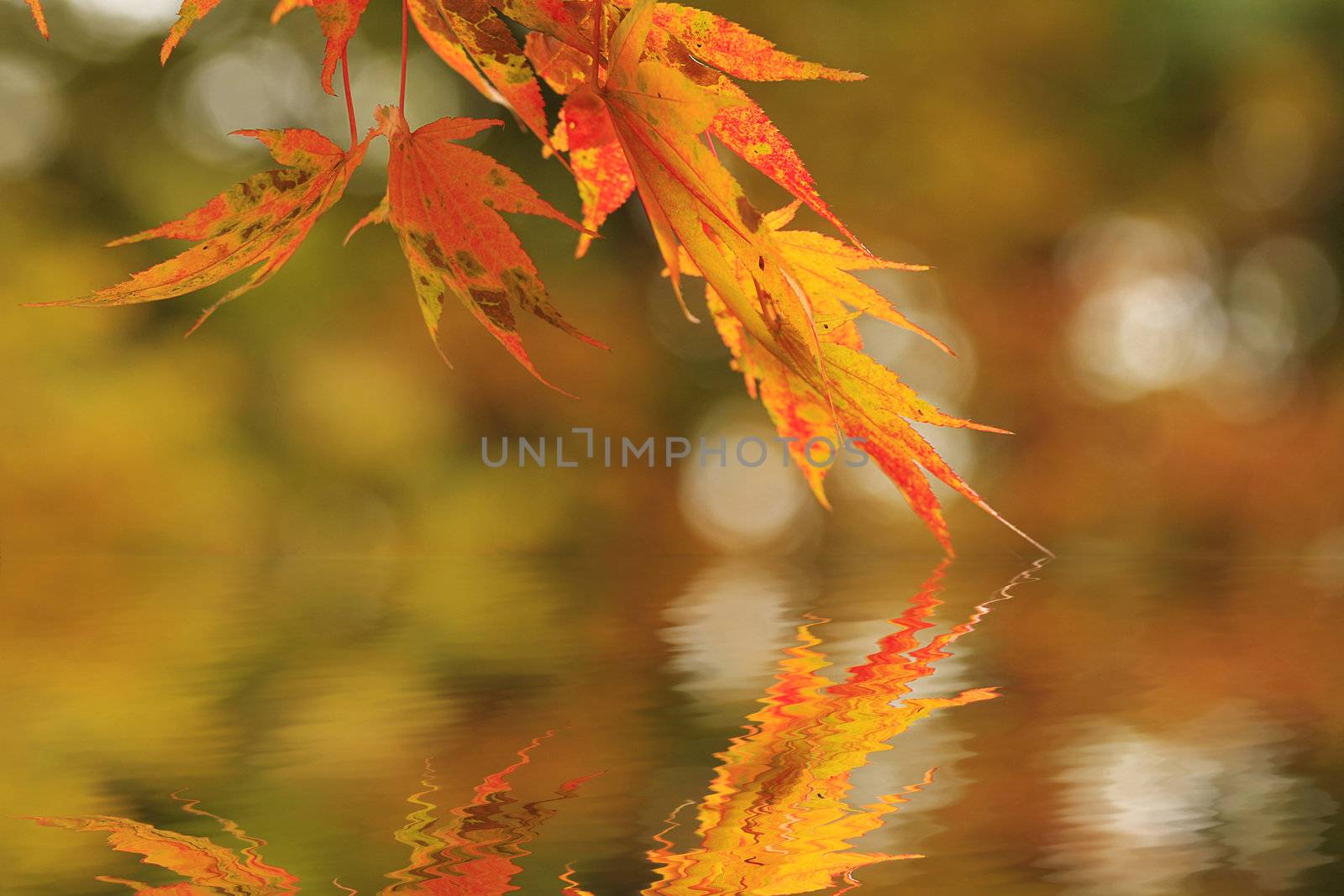 Red Japanese Maple with reflection by sacatani