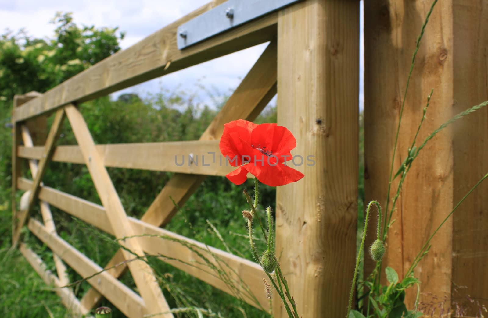 A single red poppie growing next to a five bar wooden farm gate.