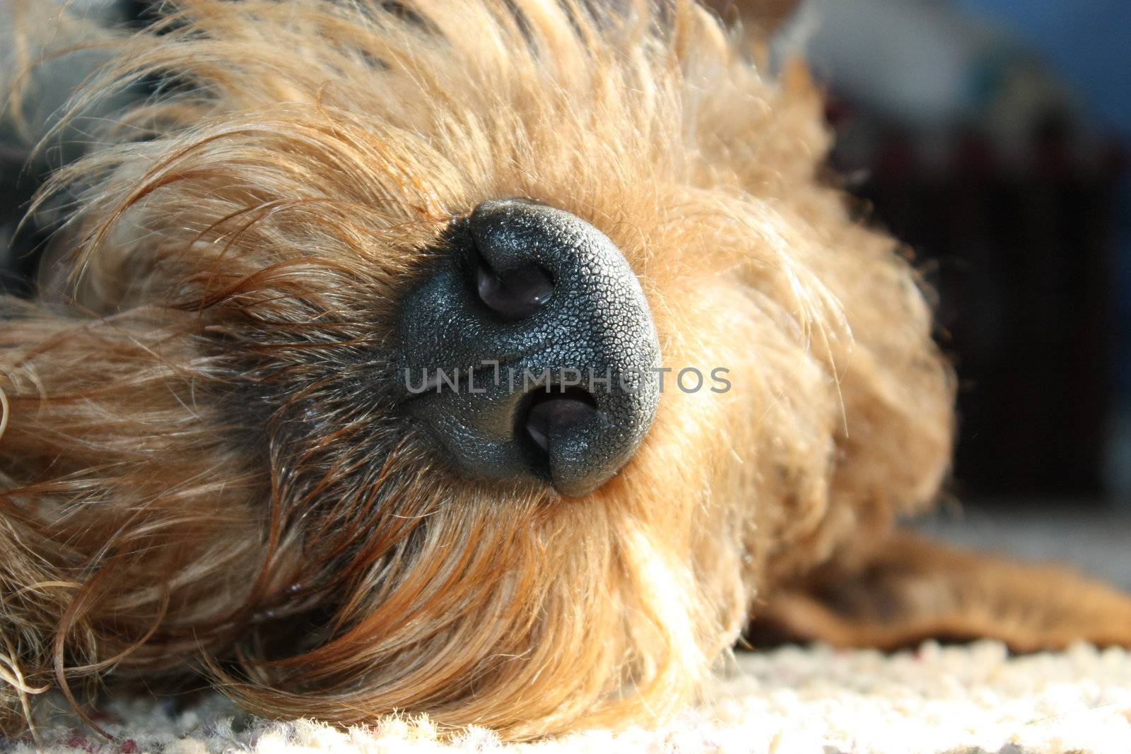 macro shot of the nose of a dog