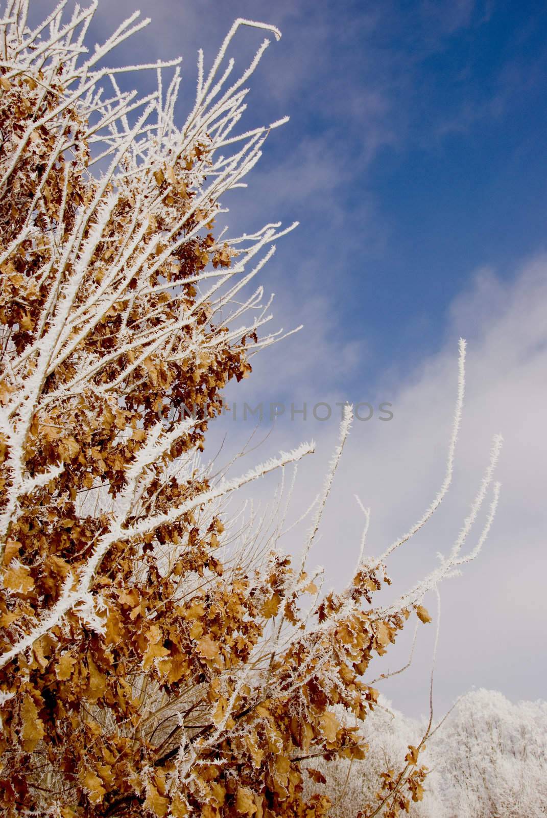 winter rime on branches and oak brown leaf and sky