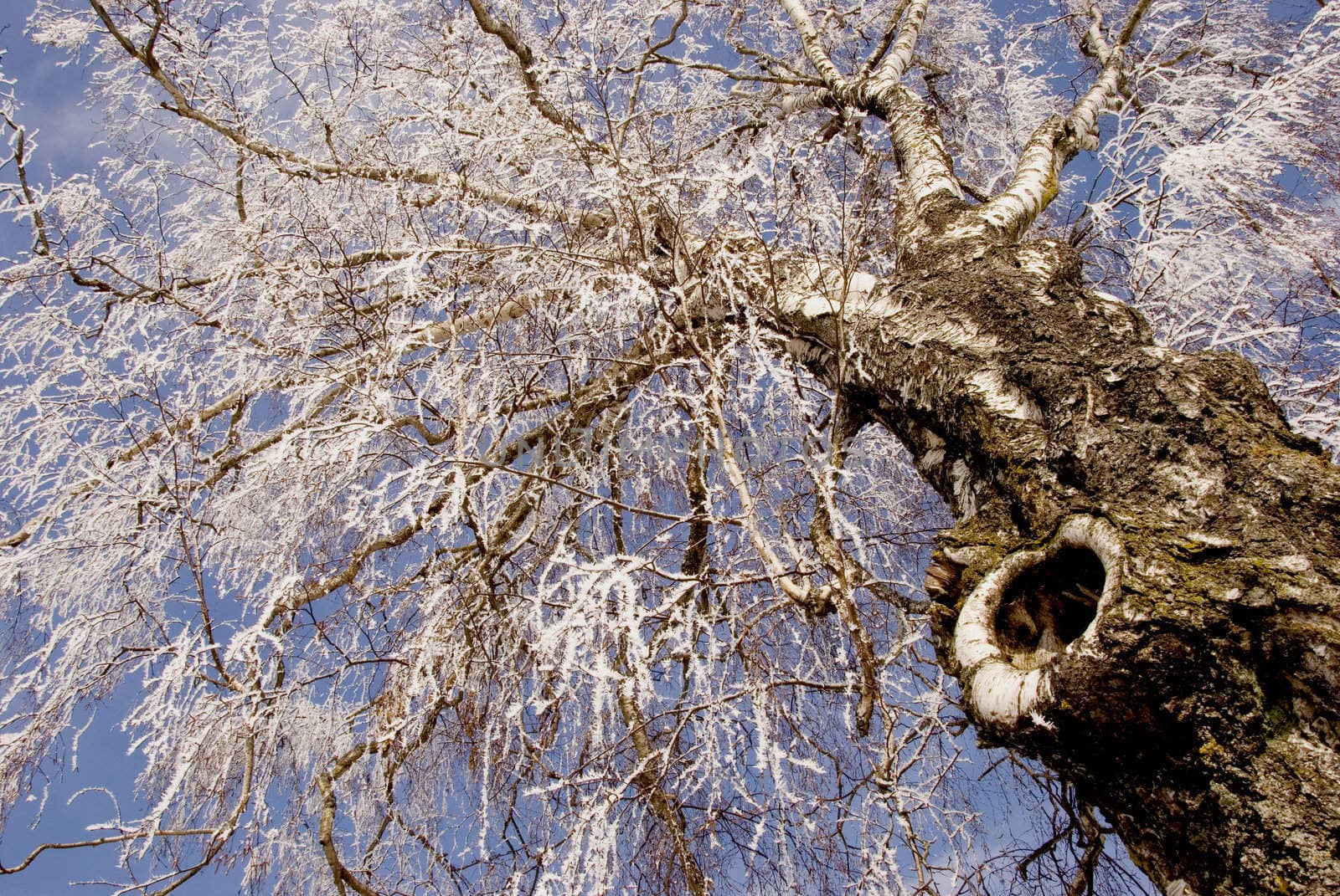 old big birch in white hoar and sky background