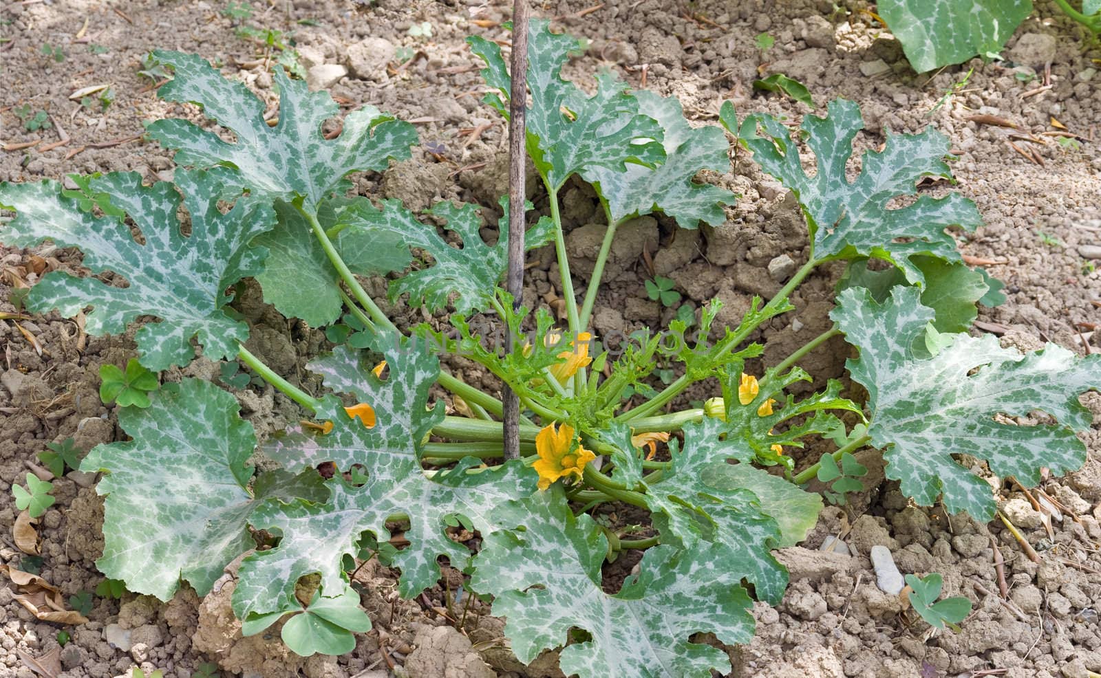 plant of courgette with flowers and fruits in a biological cultivation