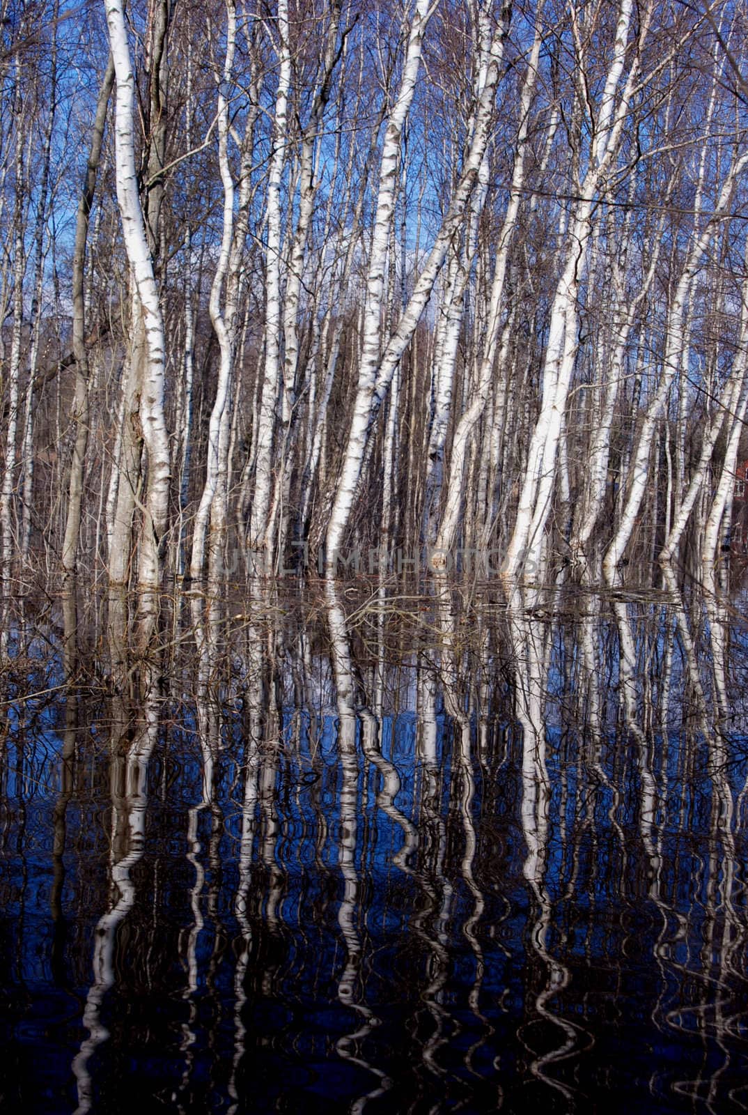 birches in the spring flood water and reflection