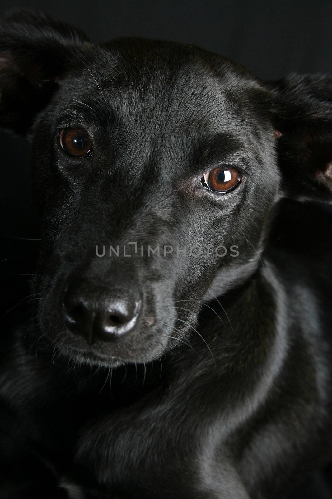 Big eyed, Mixed breed puppy with black coat