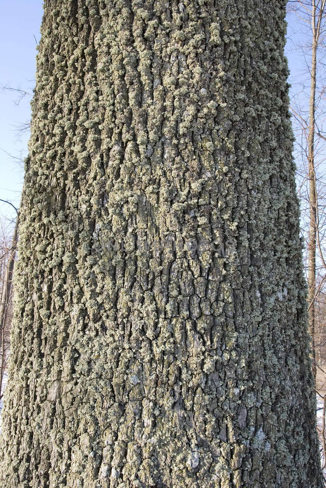 big oak strunk bark background and texture