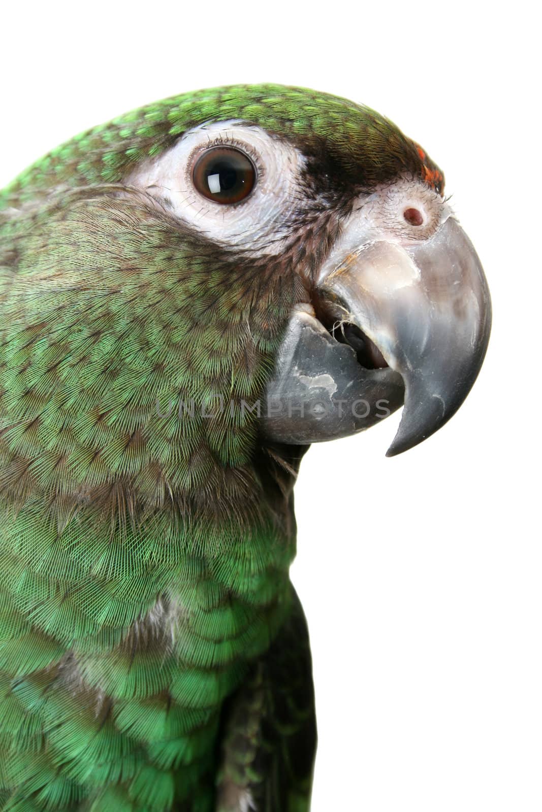 6 month old Jardine parrot on a white background