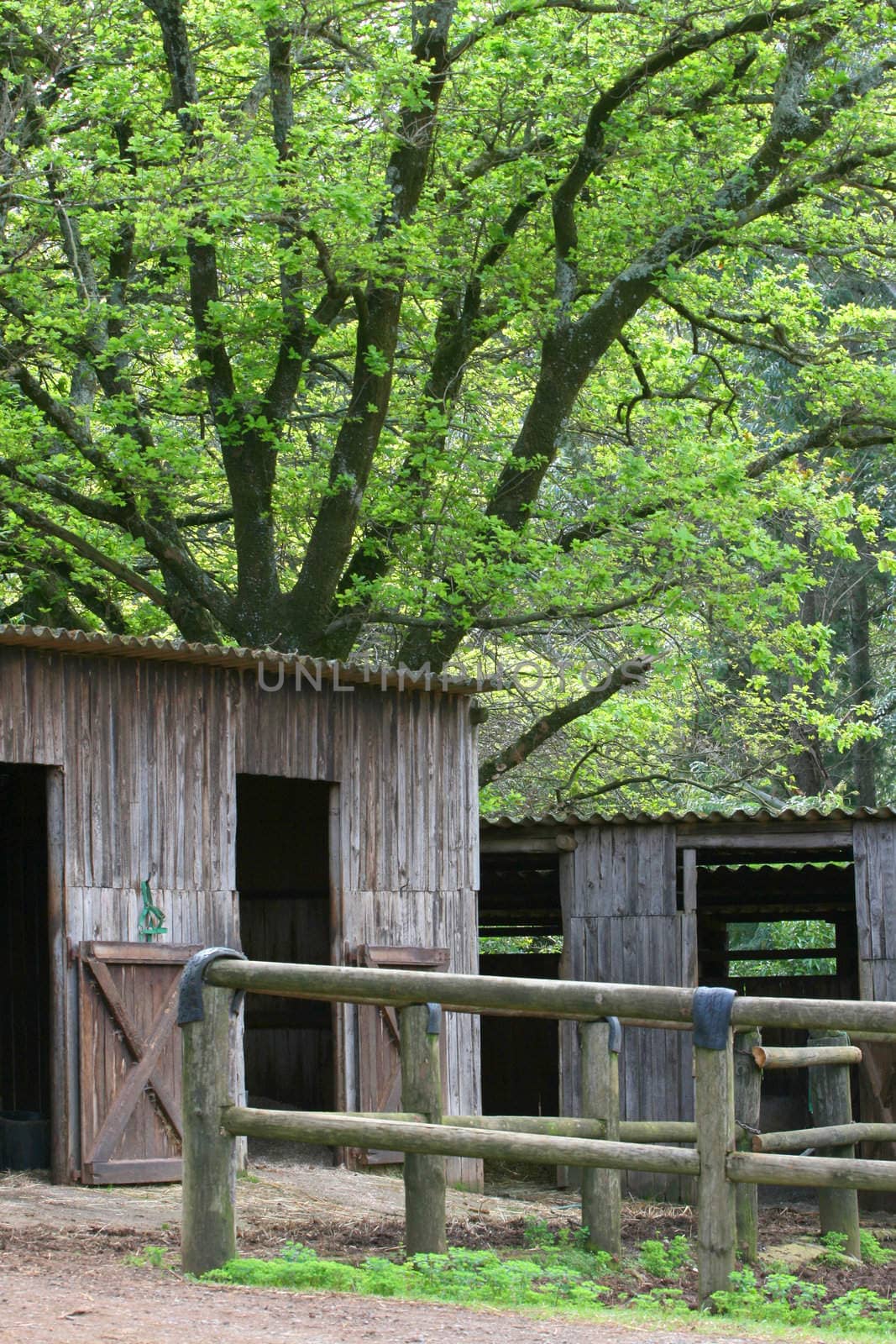 Wooden stables under a large green tree