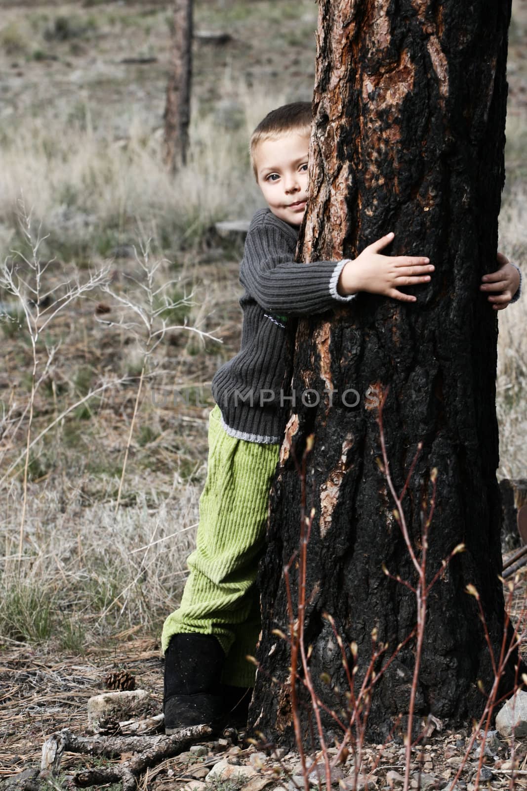 Little boy hugging a big tree in the woods