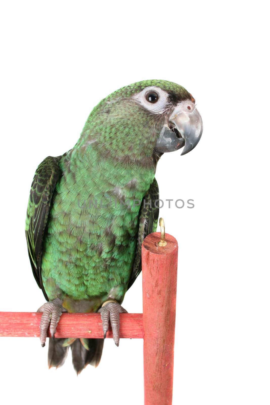 6 month old Jardine parrot on a white background 