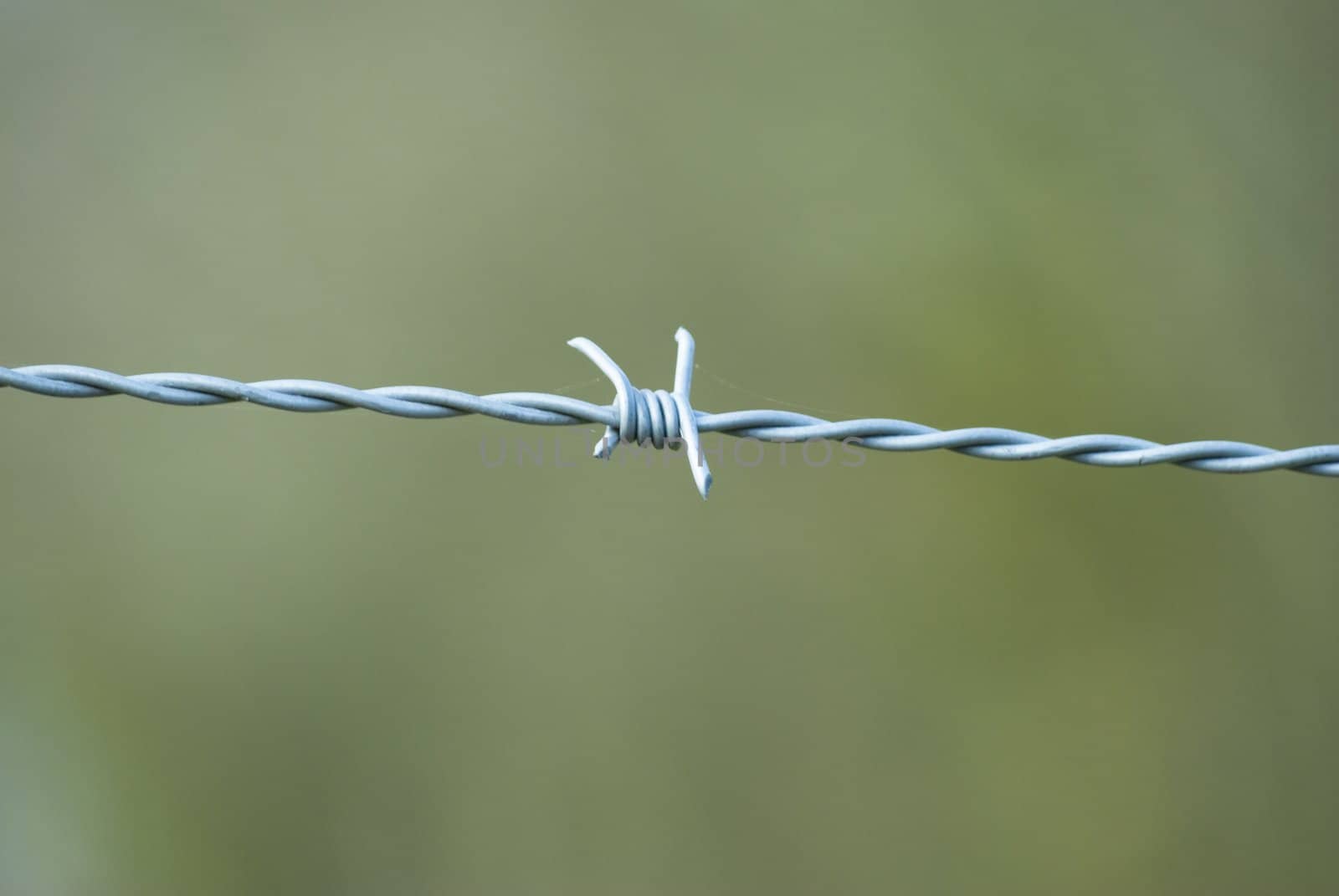 Closeup of a single strand of barbed wire fencing, with green grass behind in soft focus.