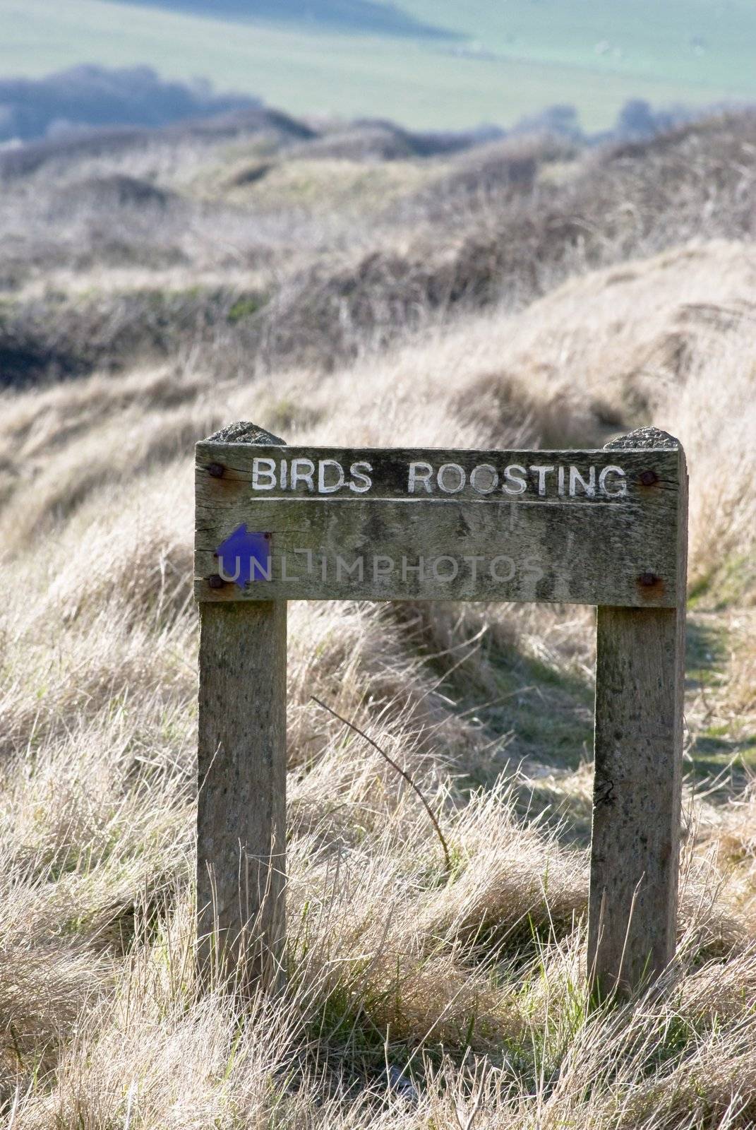 A sign in a conservation area, stating that birds are roosting, with an arrow directing walkers away from the path.  Dry grass in the foreground, with green grass and sheep in soft focus in the background.