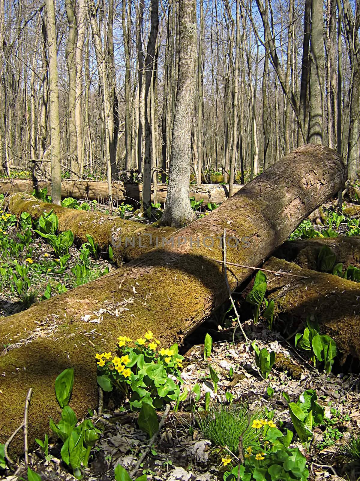 A photograph of flowers in a forest.