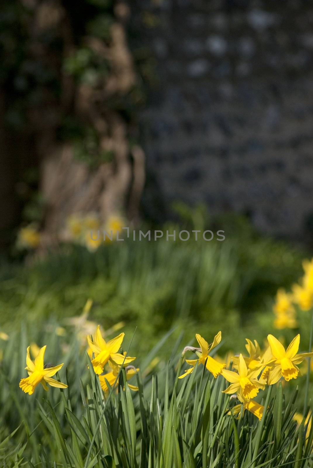 Daffodils and long grass in focus in brightly sunlit foreground with soft focus background of a shaded, gnarled, twisted old tree and an ancient flint stone wall. Portrait orientation.