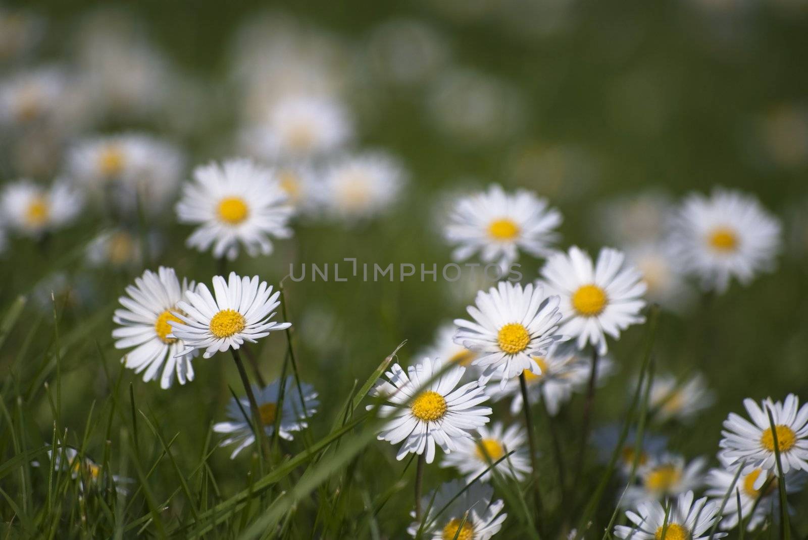 A close-up, shallow depth of field shot of daisies in a grassy meadow in bright sunlight.  