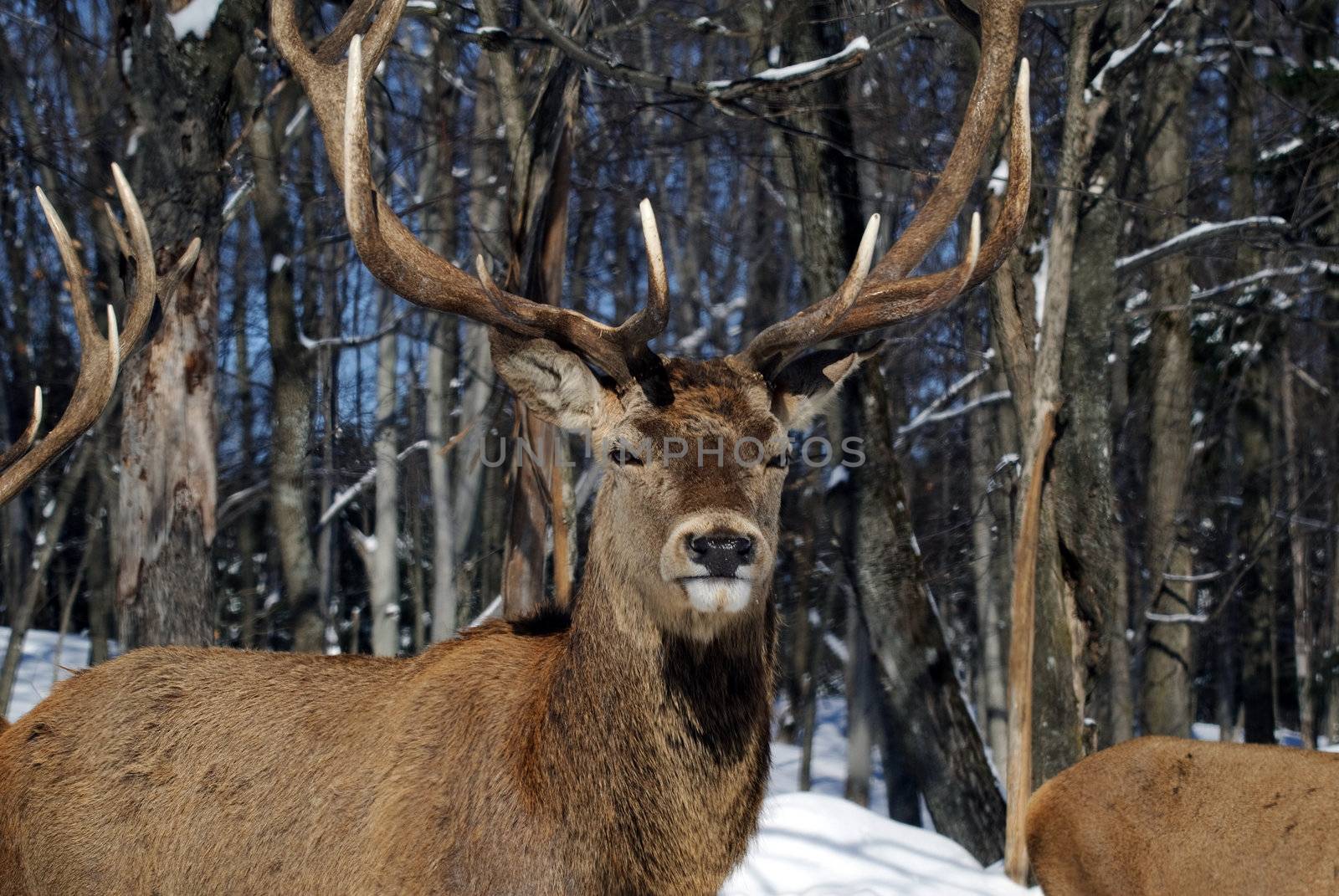 Wild elks in winter