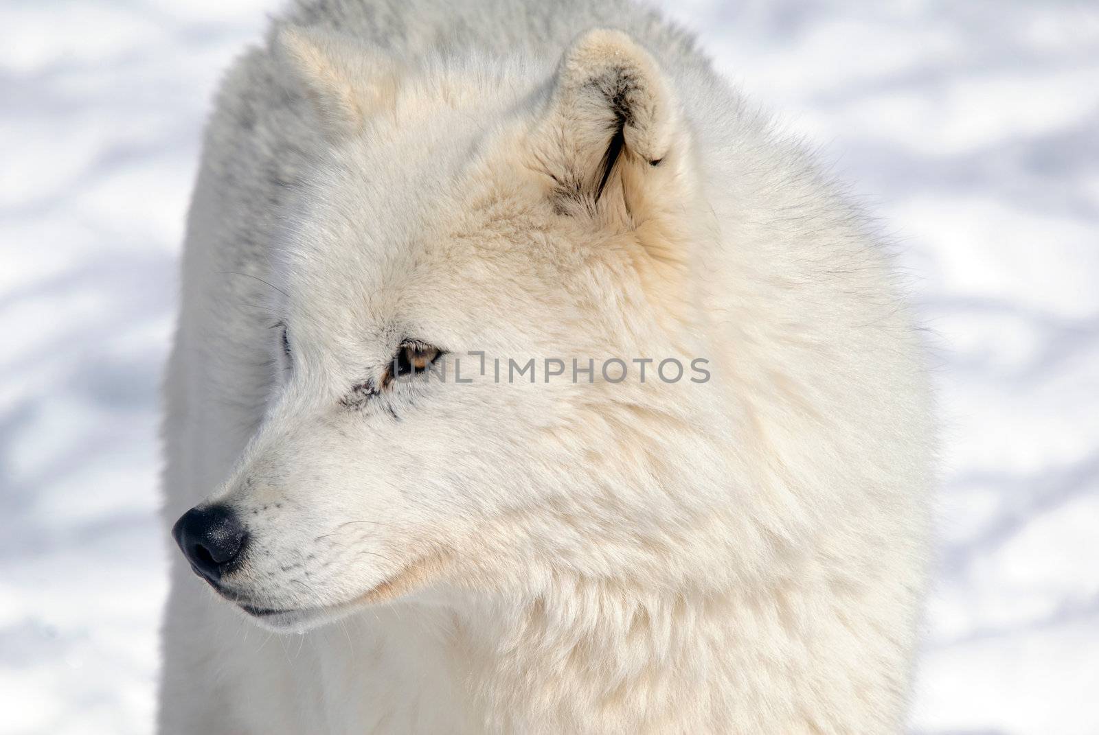 Arctic wolf in Winter