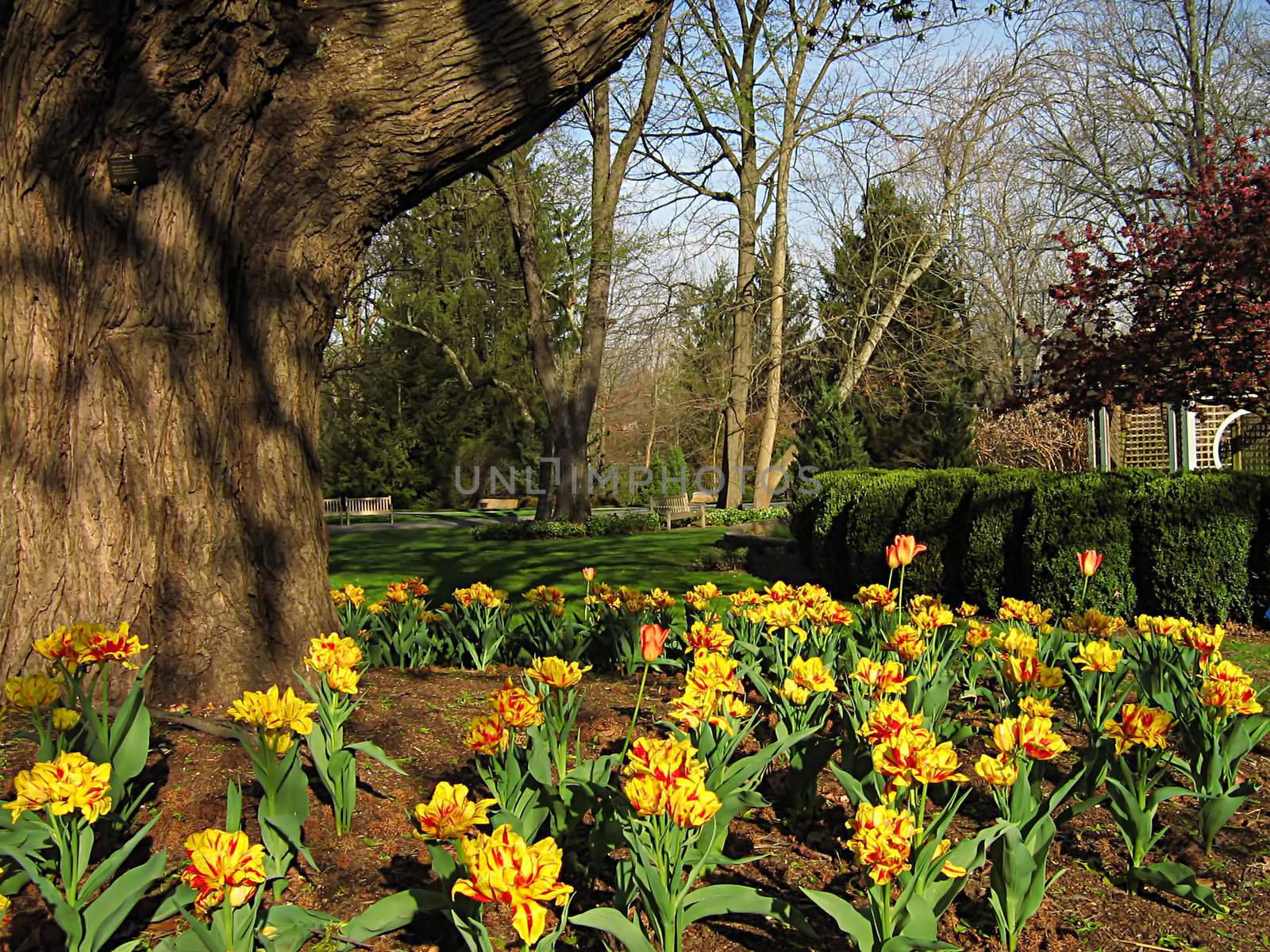 A photograph of a peaceful flower garden.