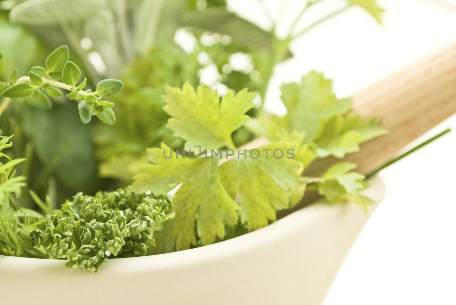 Closeup of herbs with cream pestle and mortar. Foreground shows parsley (curled and flat varieties), lemon thyme and dill.  Sage is visible in background.  Isolated on white.  Shallow depth of field.