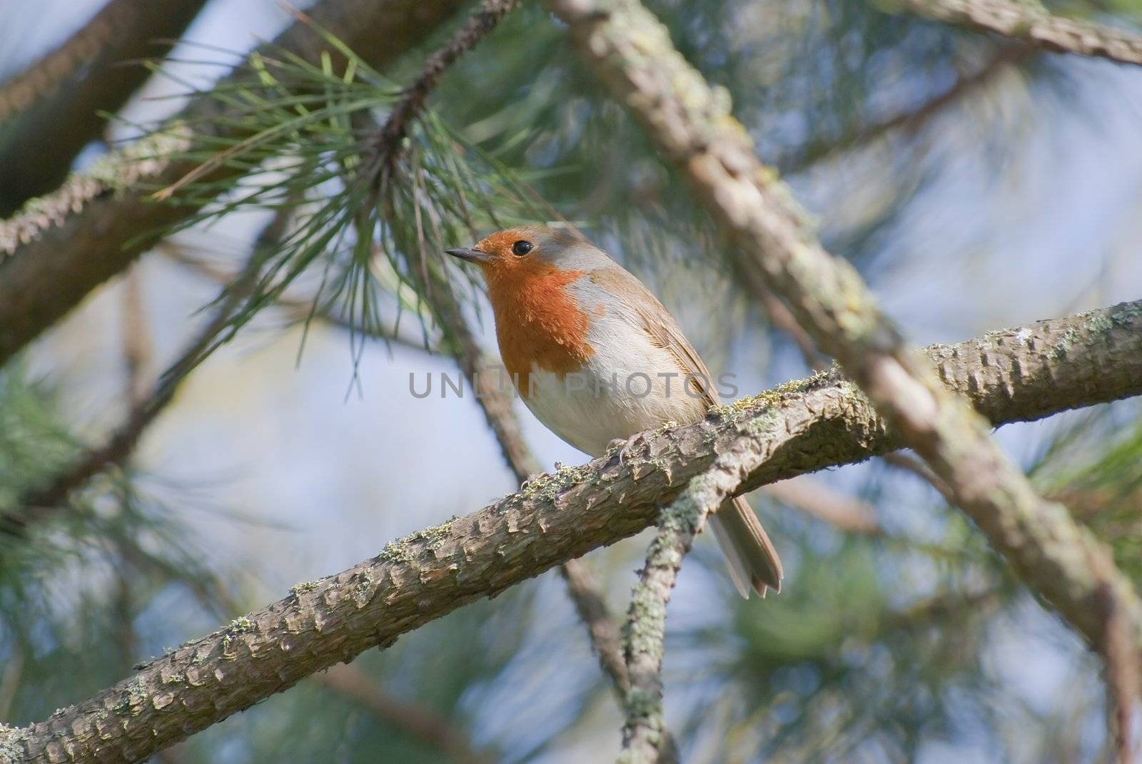 A Robin perched on a branch of a pine tree.  Foliage broken by soft-focus sky.  The bird looks toward the left of the frame.