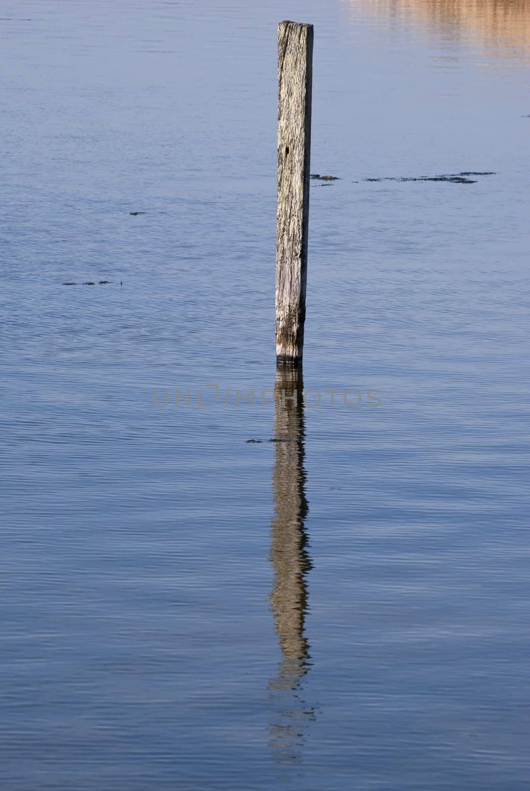 Wooden Post in Lake by frannyanne