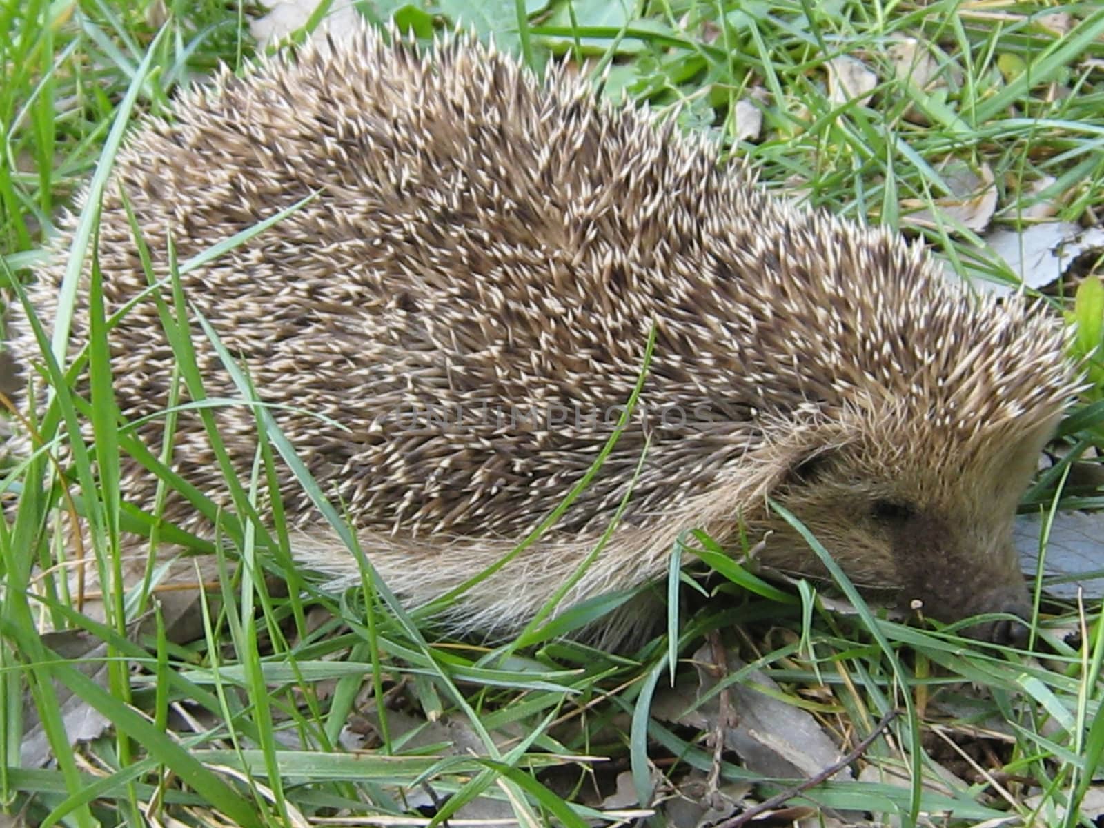 hedgehog in a garden