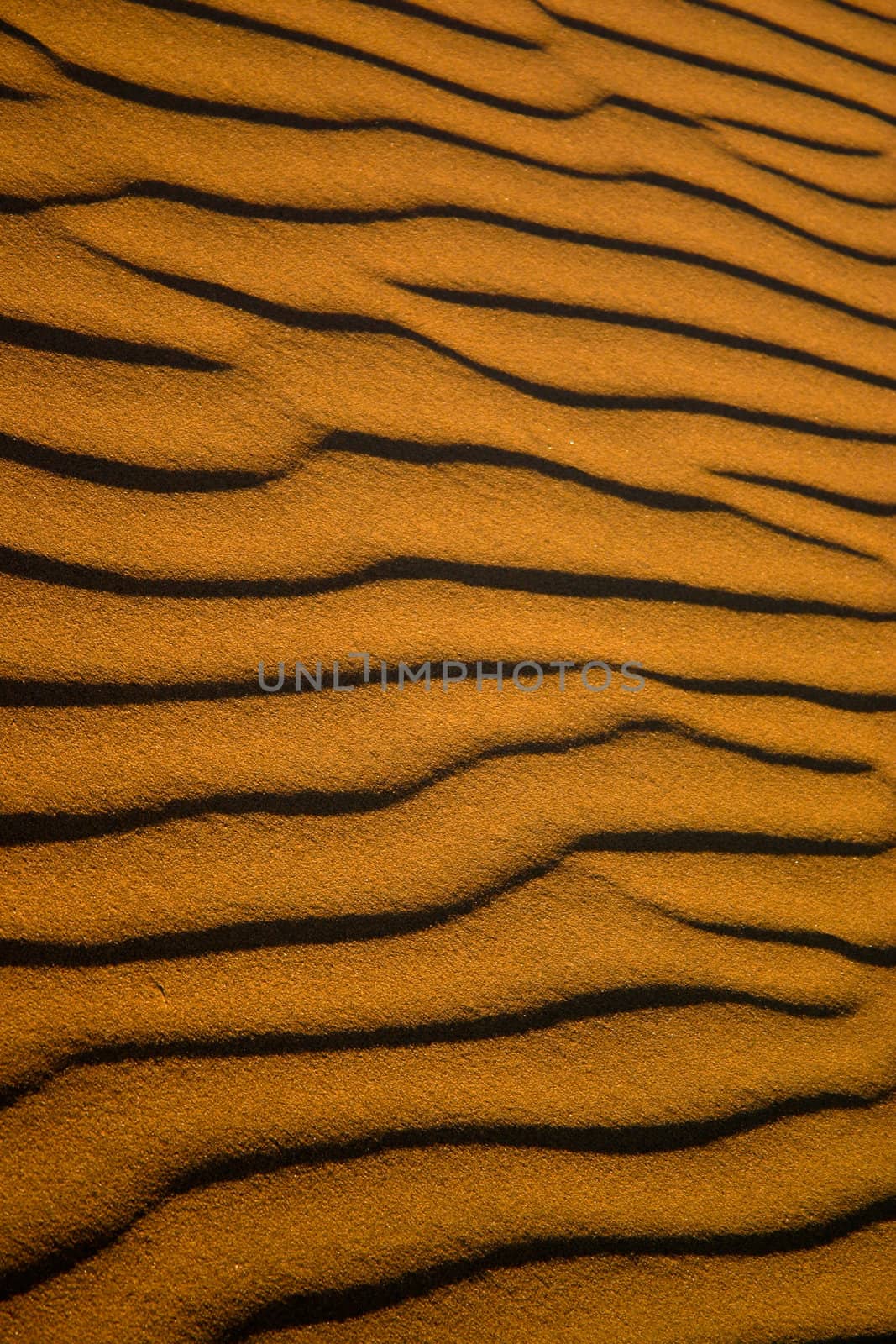 Ripples in sand dunes in the Namib desert Namibia