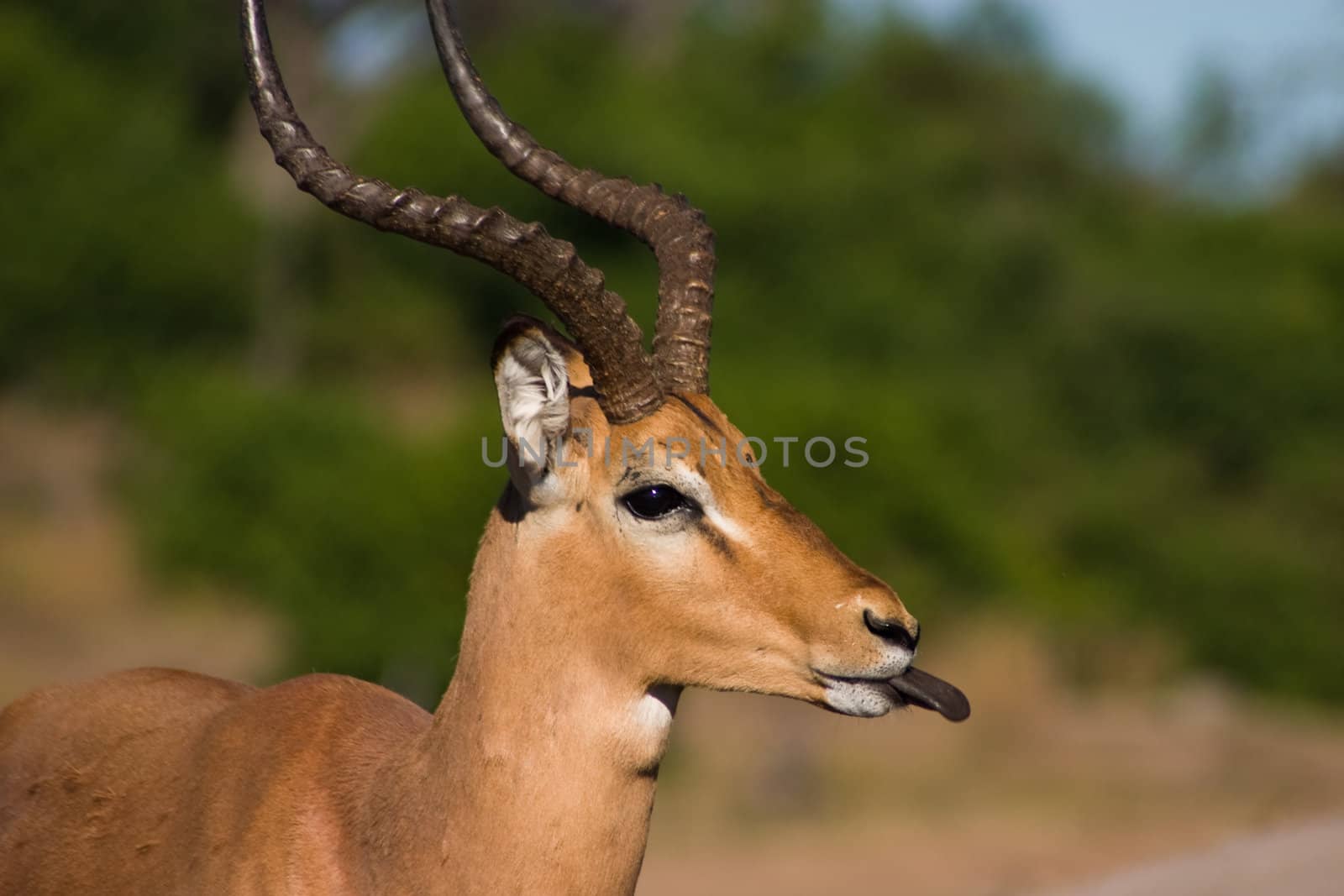 Cheeky Impala sticking tongue out in Chobe National Park Botswana