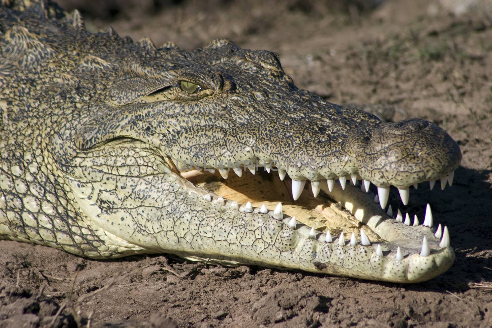 Crocodile basking on the banks of the Chobe River, Botswana