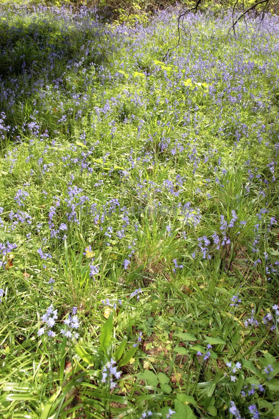 a path full of bluebells in ireland