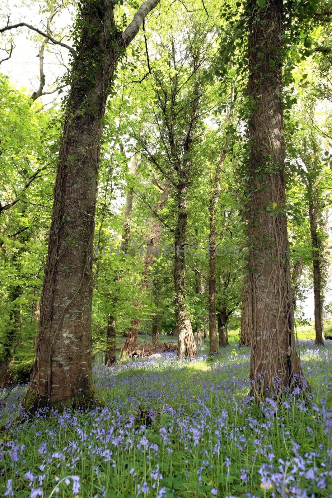 a wood full of bluebells in ireland