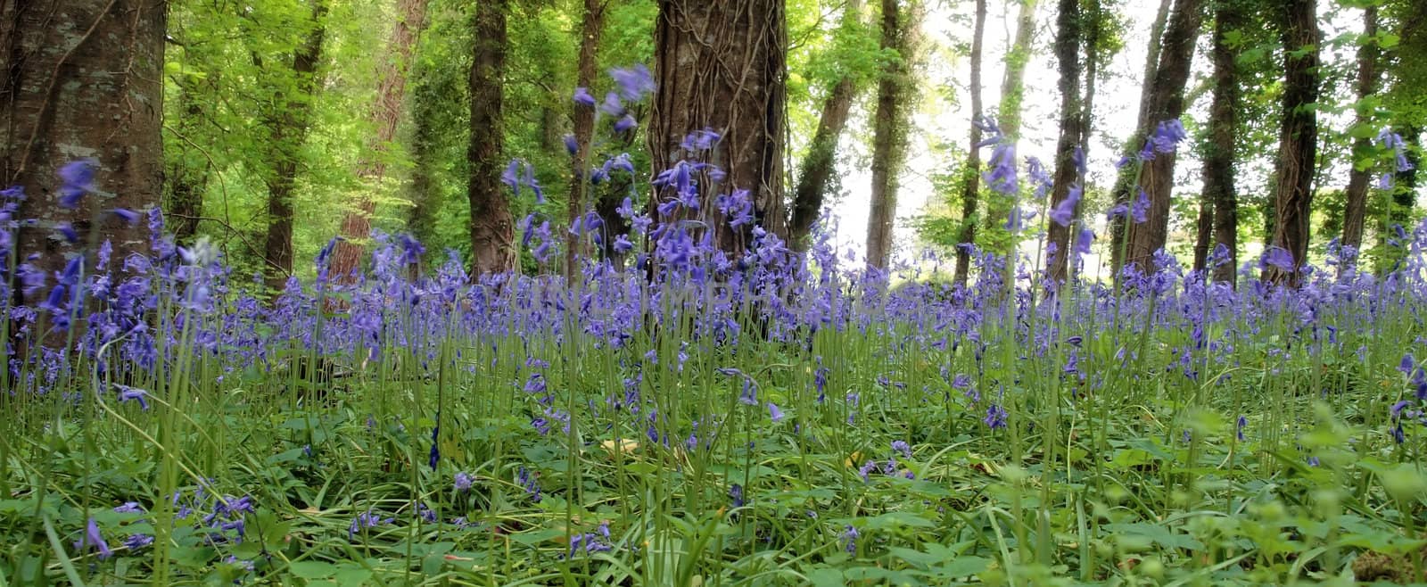 wild bluebell woods by morrbyte