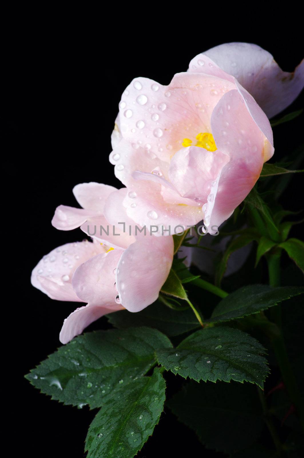pink flowers of a dog-rose with water dorps on black background

