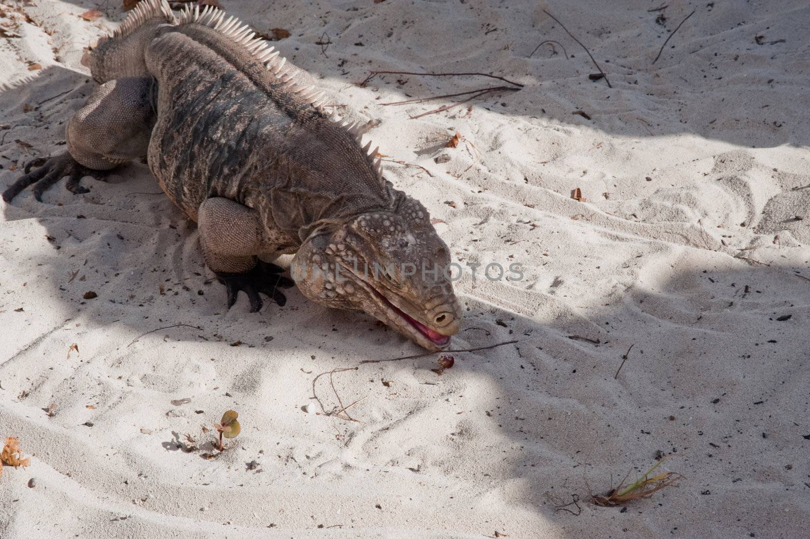 Green rock iguana on Little Cayman island