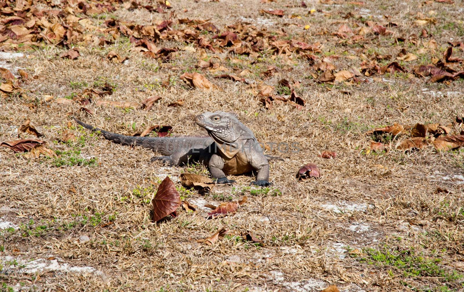 Green rock iguana on Little Cayman island