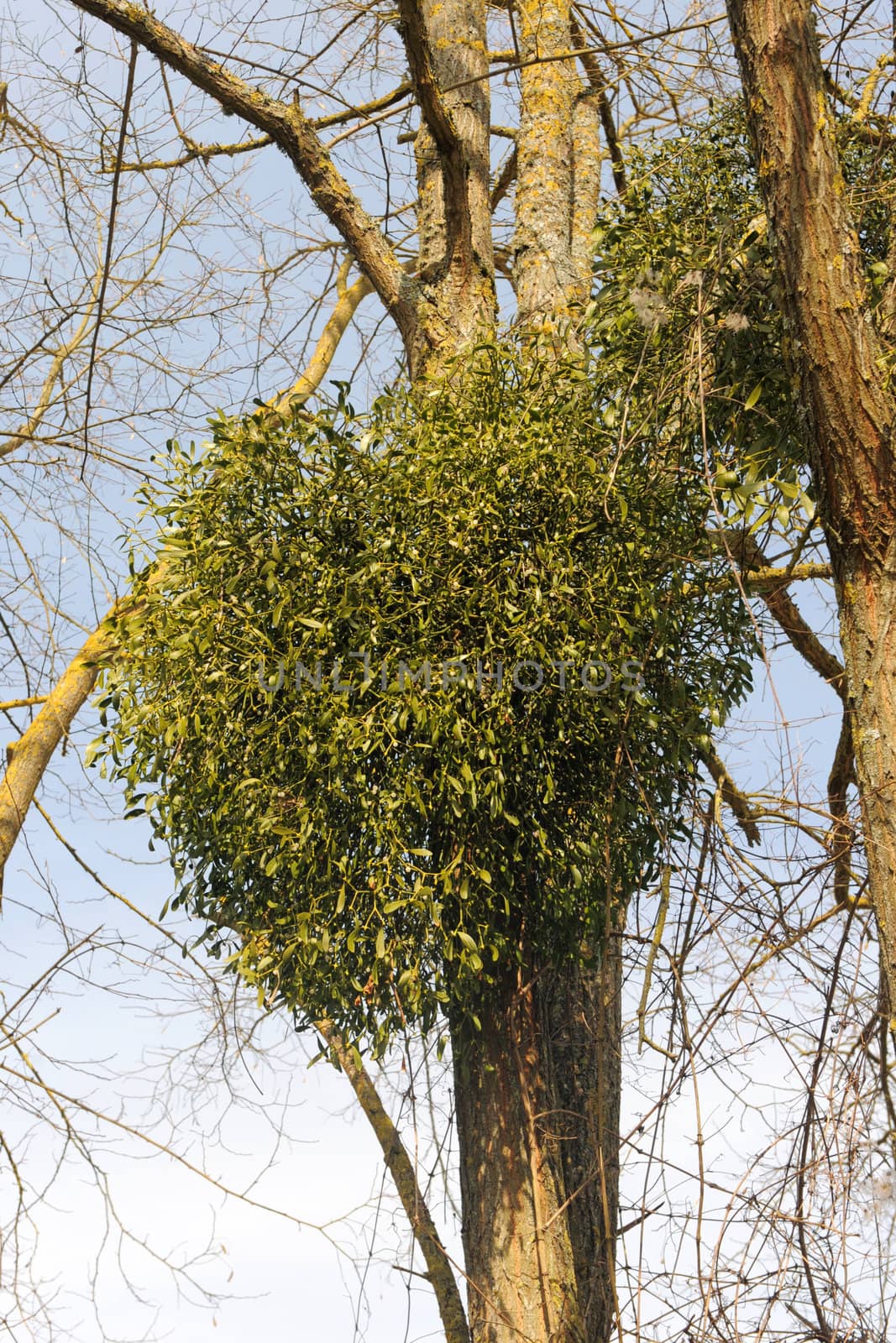 Mistletoe plants - Viscum album by cynoclub