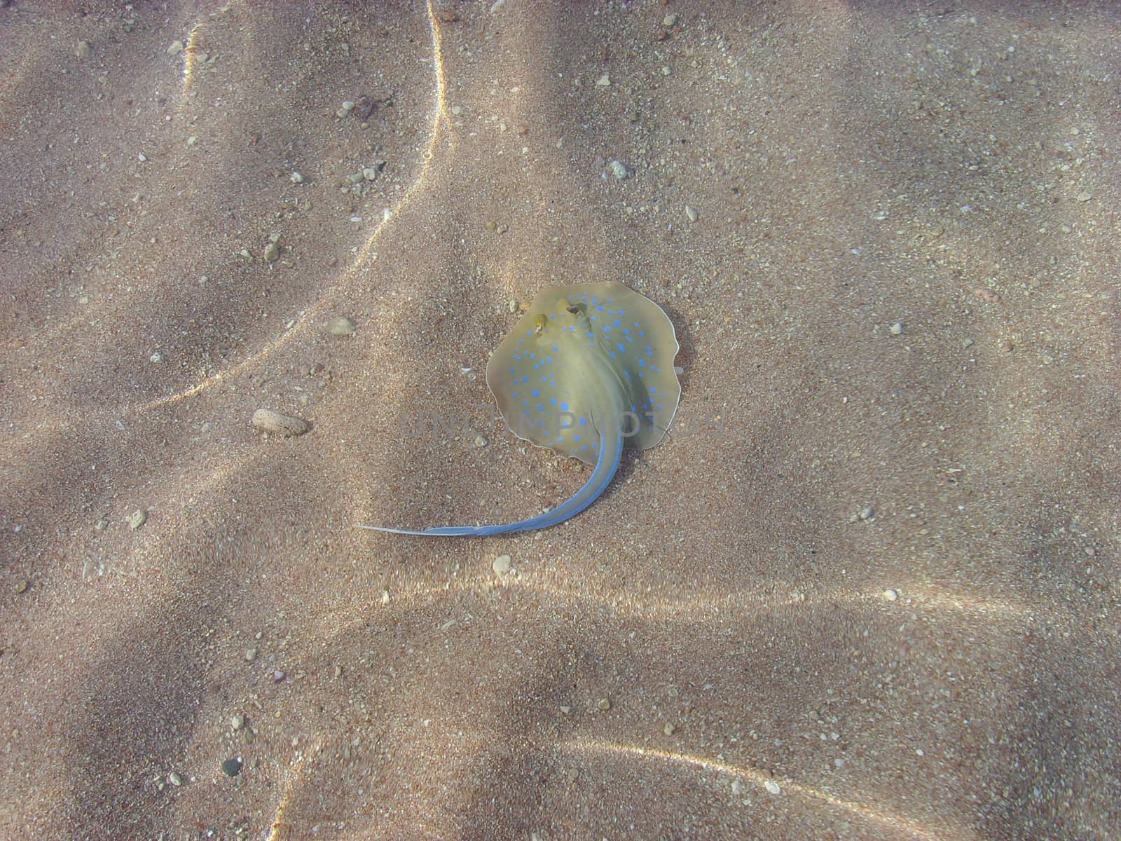 Colorful ray in sea lagoon