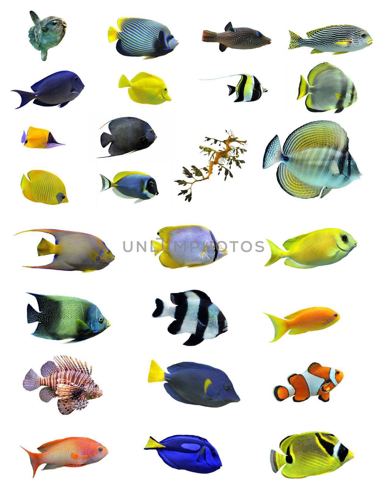 group of saltwater fishes on a white background