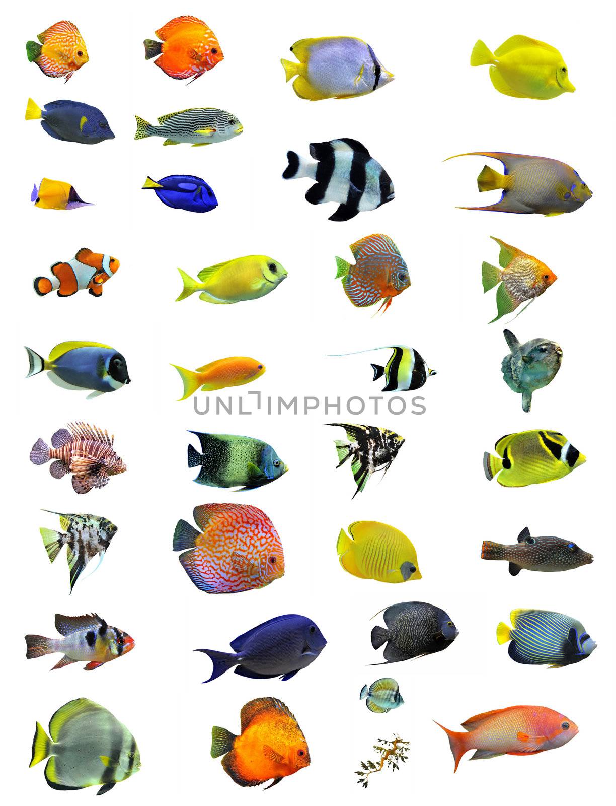 fishes by cynoclub