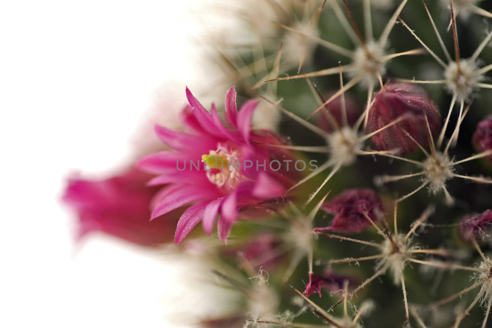 Blossoming cactus with pink flowers close up