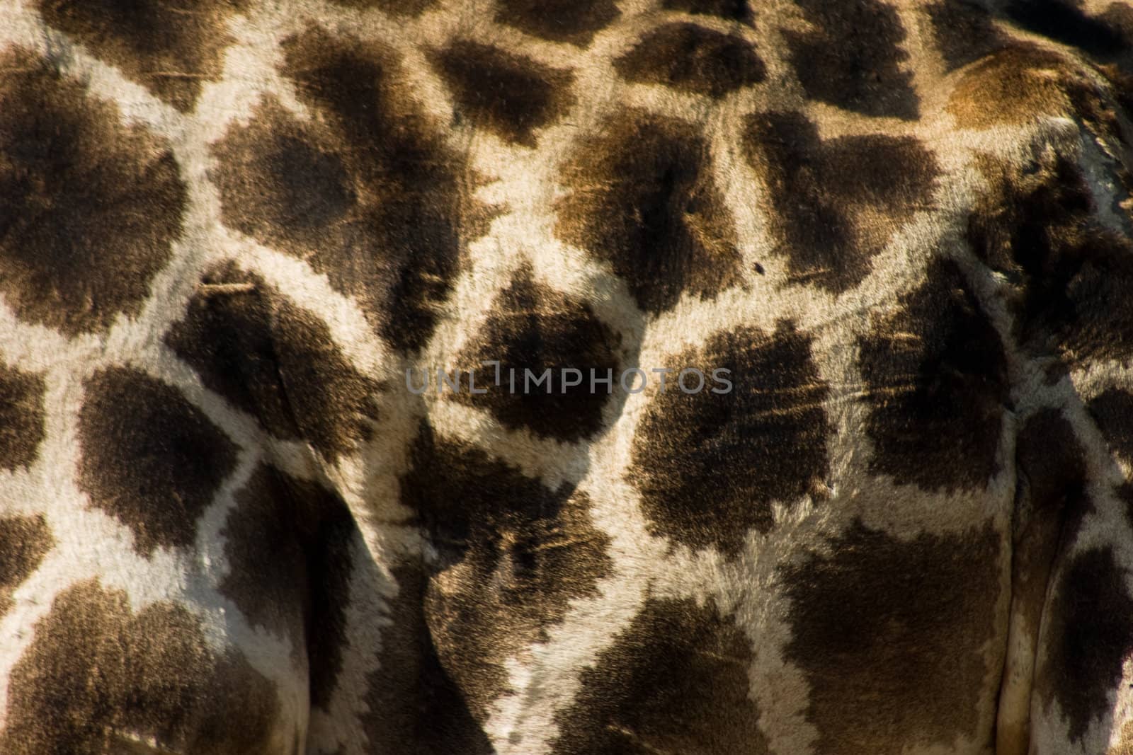 close up of the side of a giraffe that shows the pattern of its fur