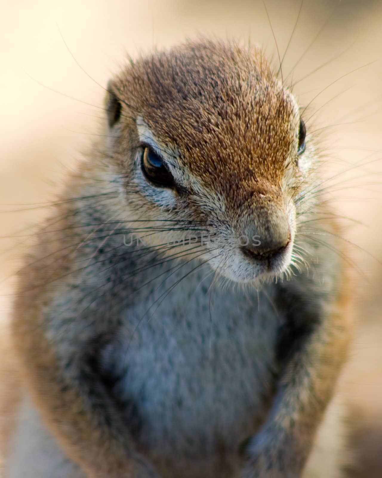 portrait of a ground squirell in Etosha National Park Namibia